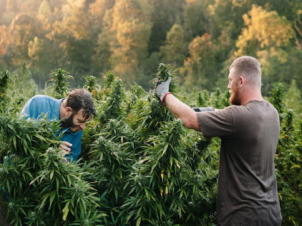 The Best Time to Harvest Cannabis