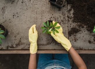 mother plants