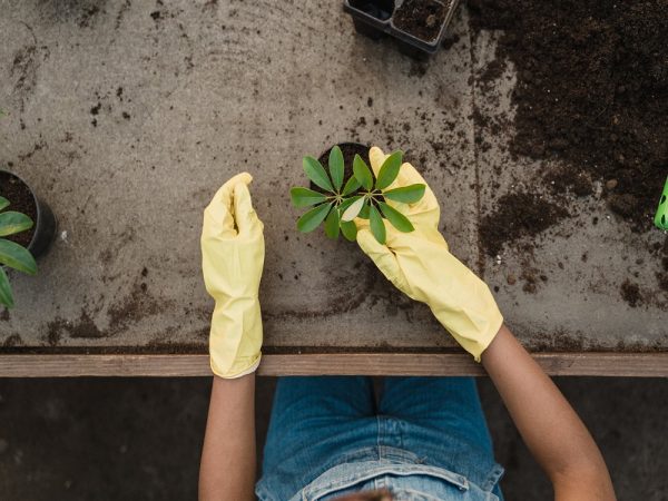 mother plants