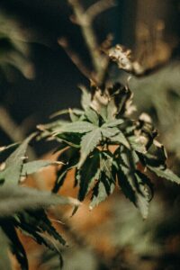 how to tell the sex of marijuana plants?