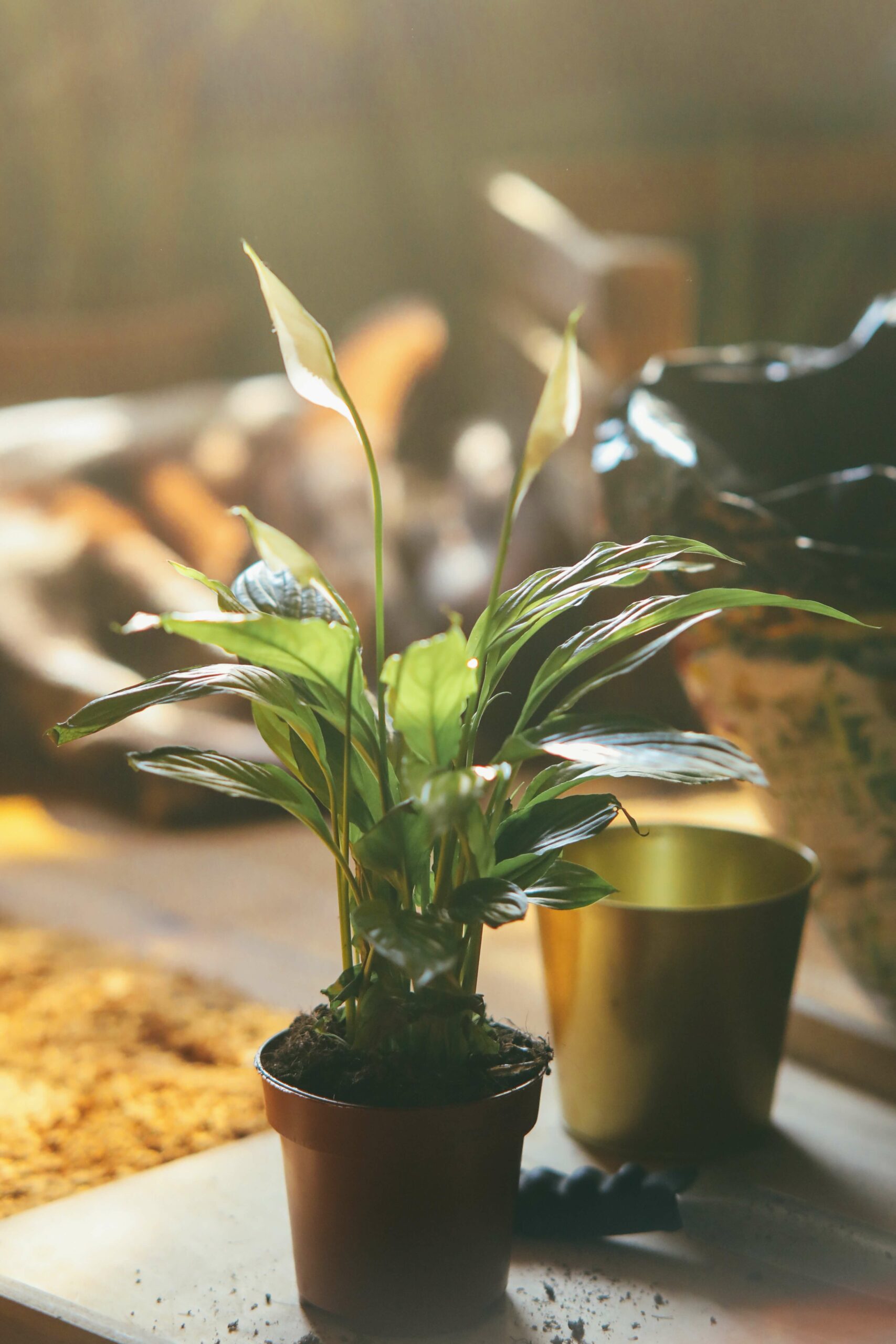 How to Clean a Grow Room