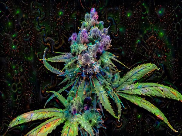 purple weed