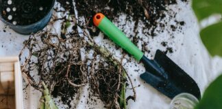 transplant seedlings