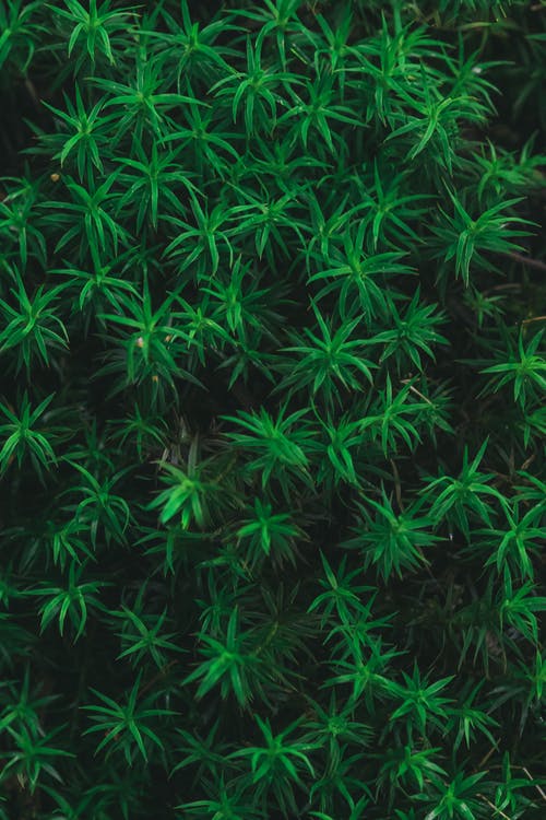 vegetative cannabis