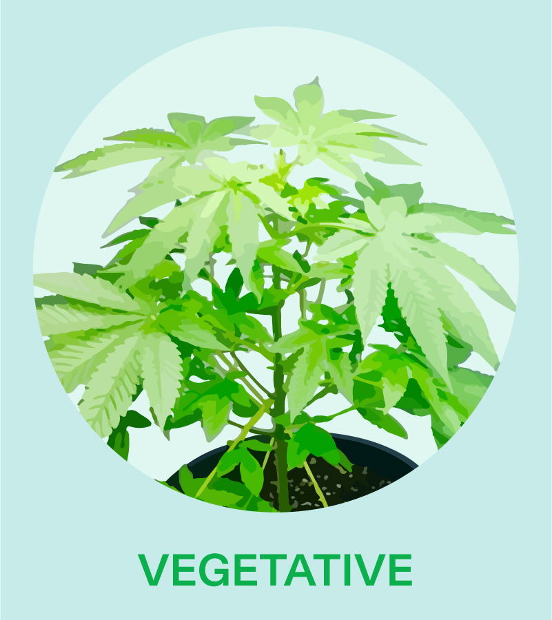 stages of plant growth diagram