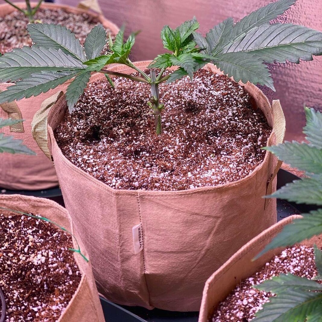 What Size Smart Pot do I Need for My Garden?