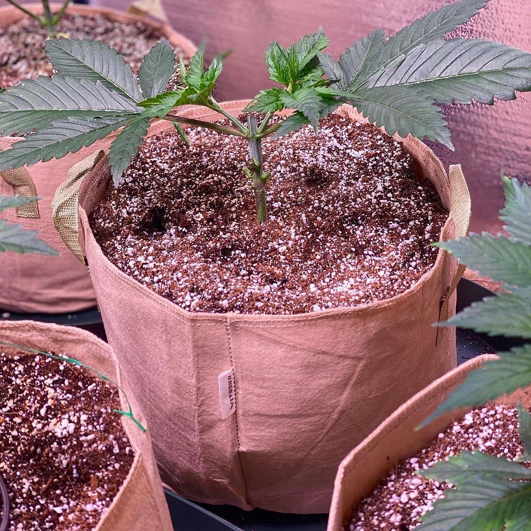 What Size Smart Pot do I Need for My Garden?