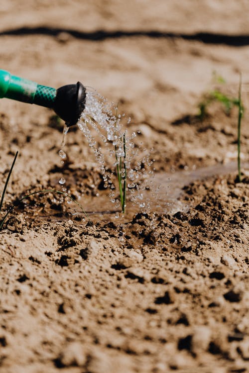 watering seeds