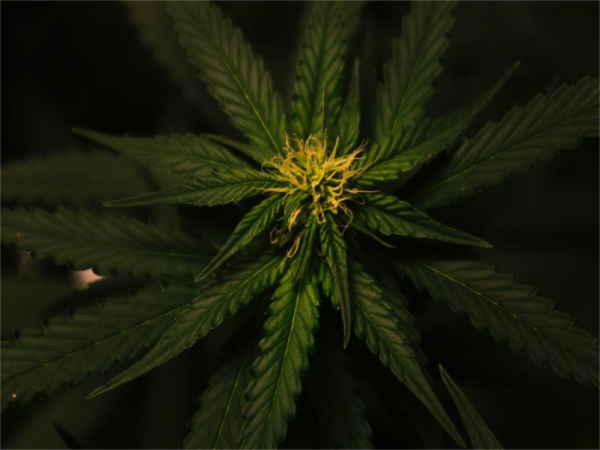 sign of the flowering stage