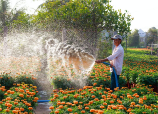 water marijuana plants