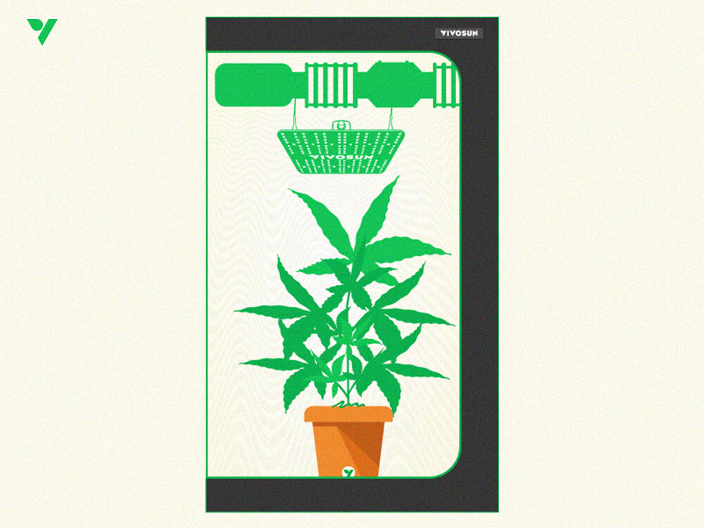 Control Height of Marijuana Plants