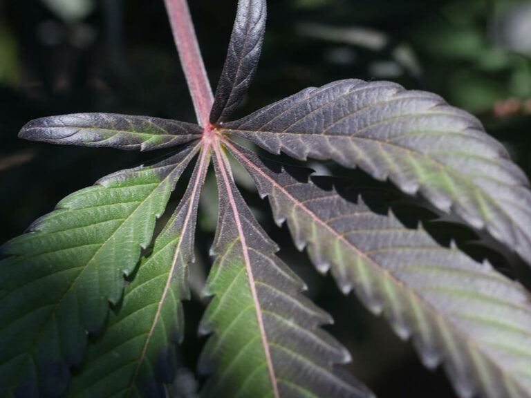 Cannabis Leaves Curling up? How to Fix Growing Guide