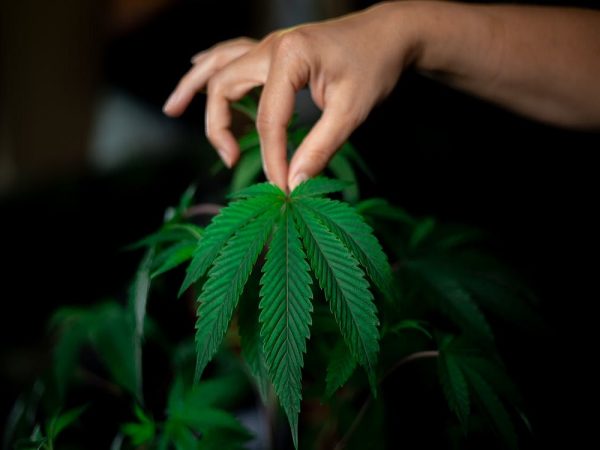Marijuana Bonsai