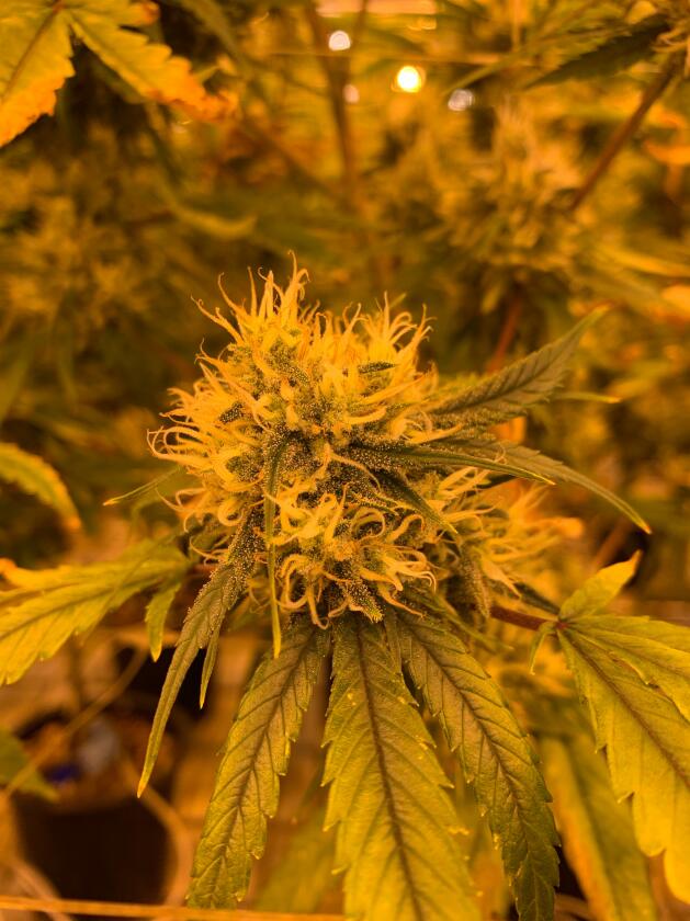 sign of the flowering stage