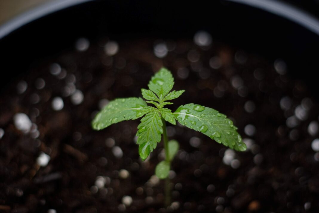 How to Deal with Overwatering Cannabis Seedlings?