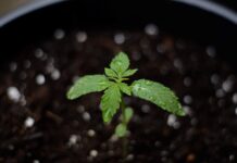 How to Deal with Overwatering Cannabis Seedlings?