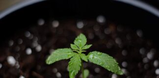 How to Deal with Overwatering Cannabis Seedlings?