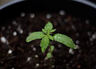How to Deal with Overwatering Cannabis Seedlings?