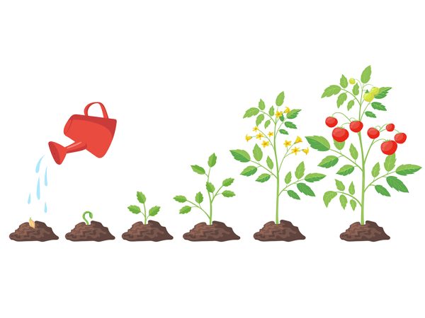 Vegetative Stage