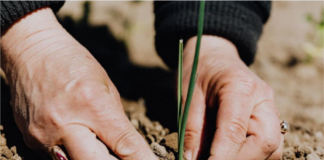 Germinating Plants