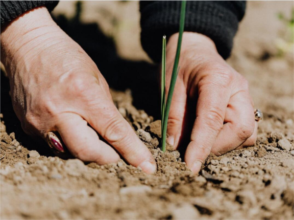 Germinating Plants