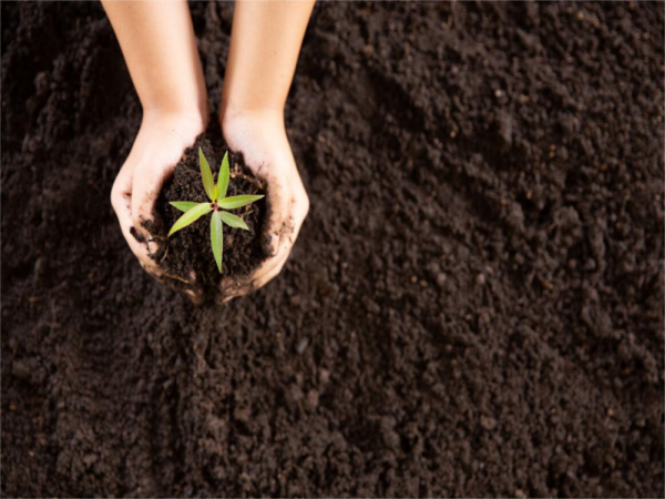 Plant A Seed