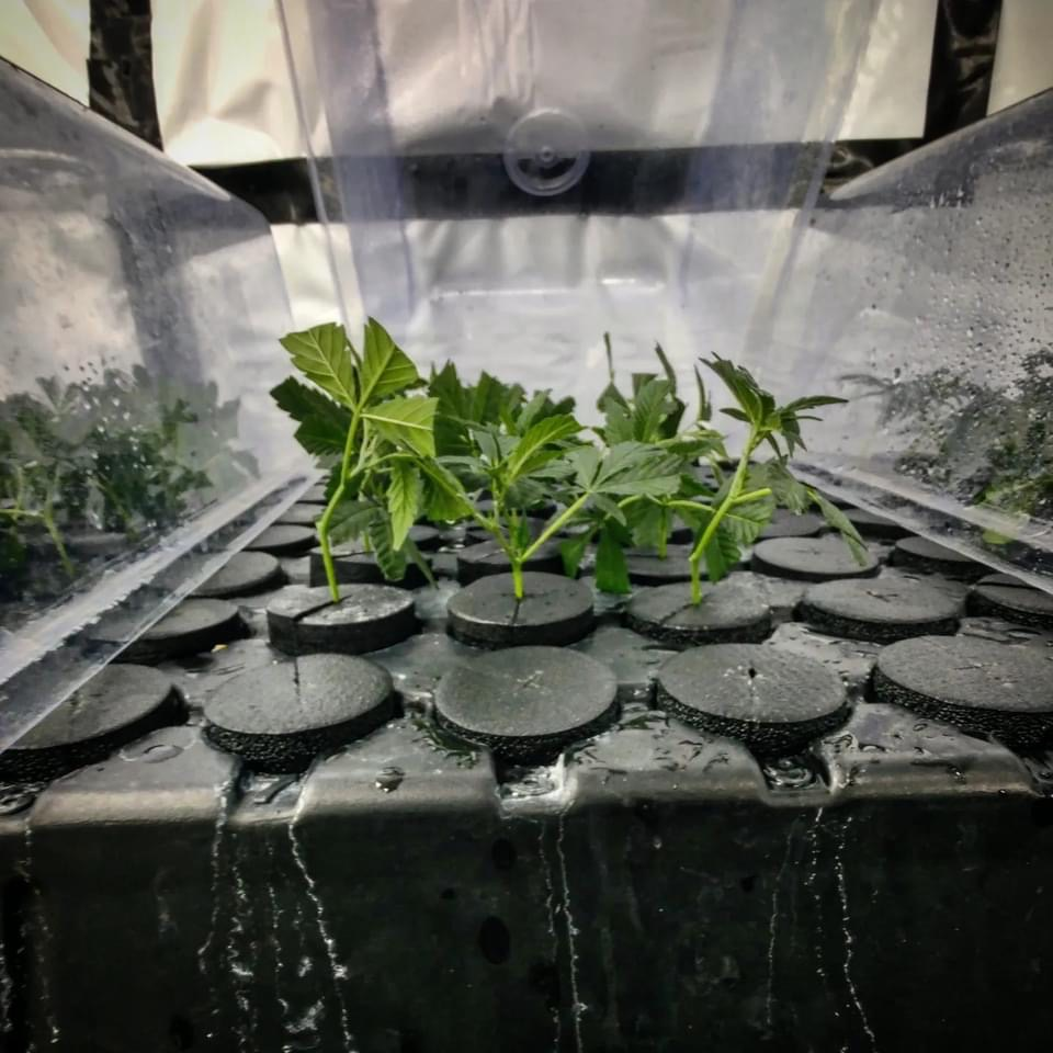 Growing plants in Jenna's Grow Tent