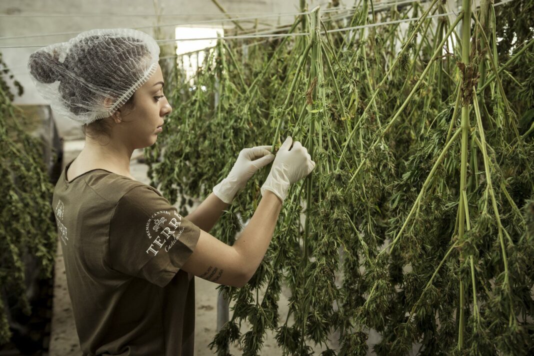 How to Prevent Hay Smell When Drying Cannabis Plants