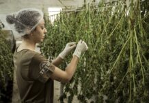 How to Prevent Hay Smell When Drying Cannabis Plants