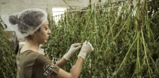 How to Prevent Hay Smell When Drying Cannabis Plants