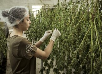 How to Prevent Hay Smell When Drying Cannabis Plants
