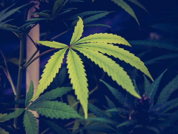 Defoliating