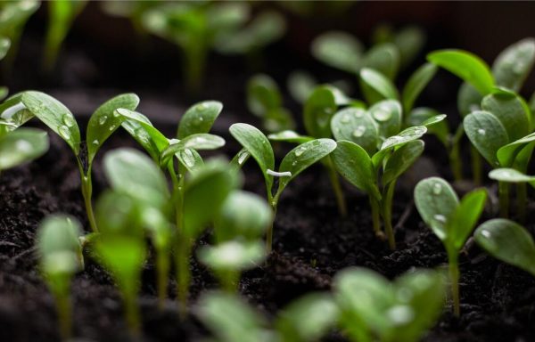 top seedbanks in 2025