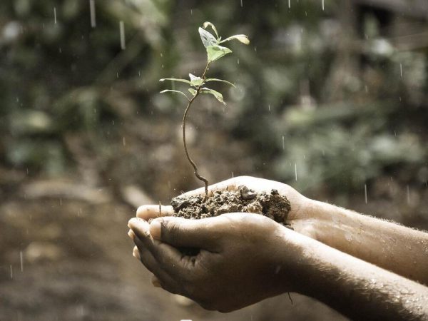 Improving Plant Health