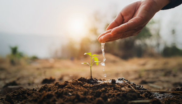 What is a good feeding schedule throughout your plant's life