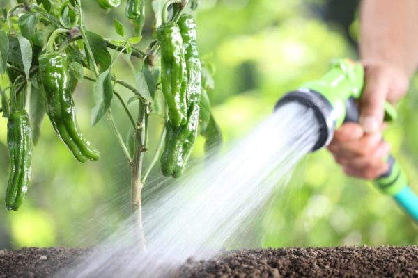 Plant Humidity