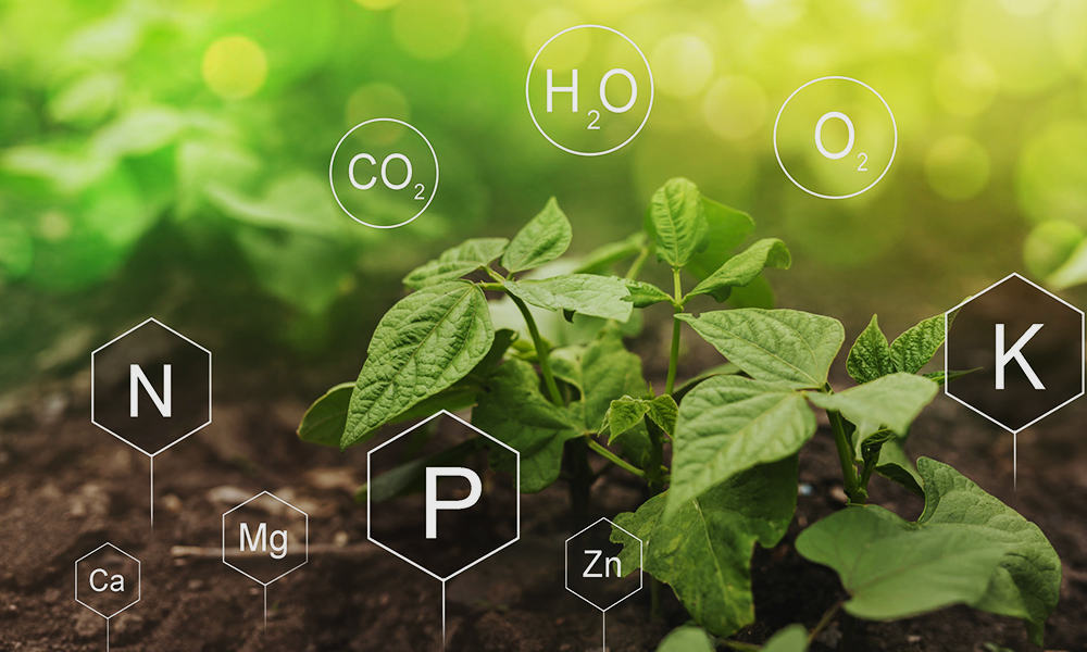 The Essential Effect of Nitrogen on Plants | VIVOSUN