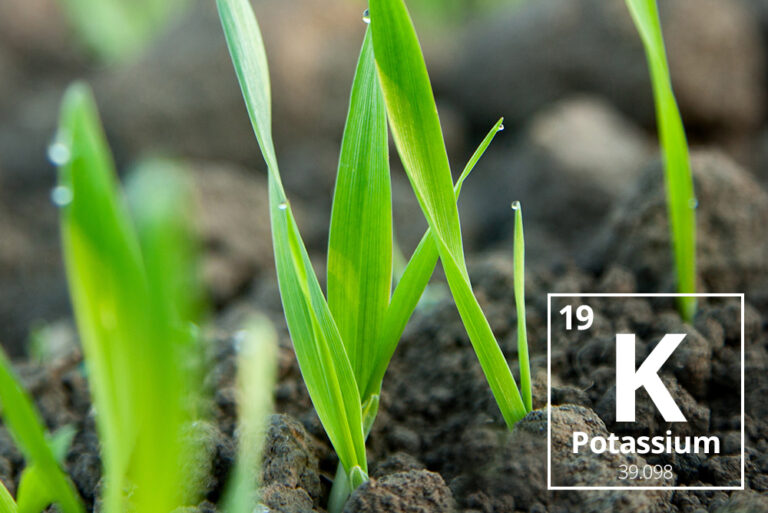 The Effect of Potassium on Plants