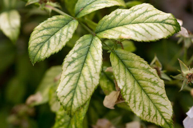 The Effect of Magnesium on Plants