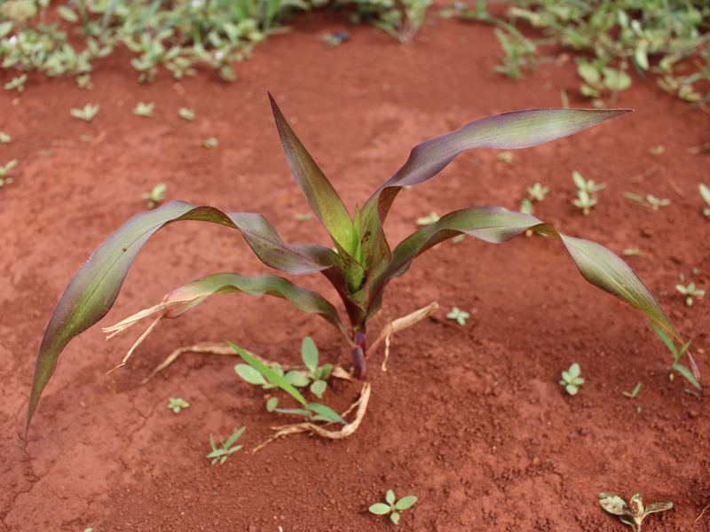 img-4305-corn-p-deficiency-800x600