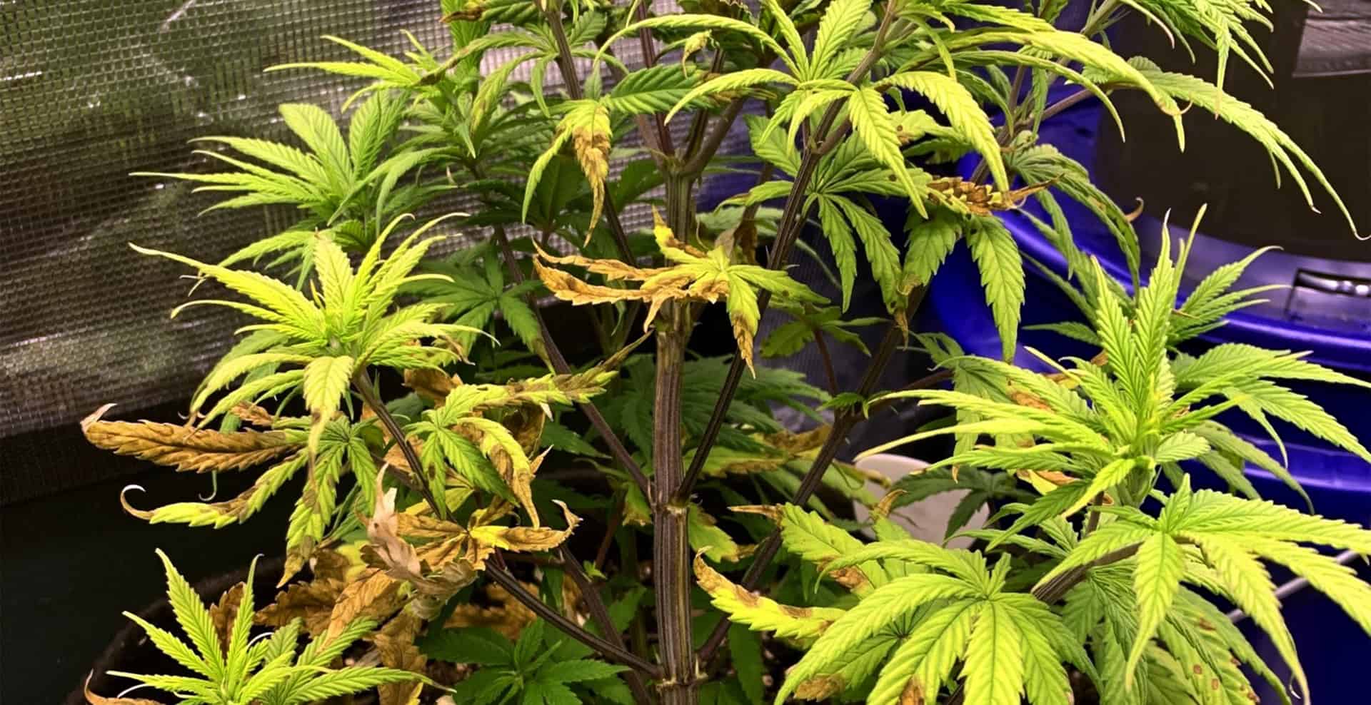 The Essential Effect of Magnesium on Plants VIVOSUN