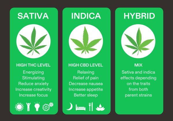 The Difference Between Varieties of Sativa, Indica, Hybrid, Best To Know!