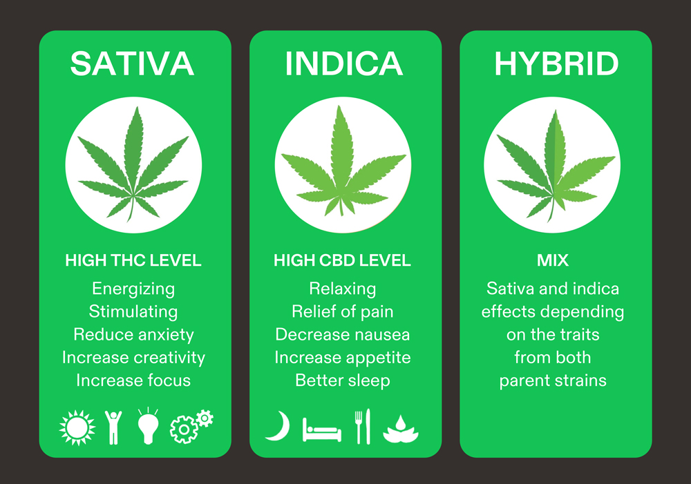 The Difference Between Varieties Of Sativa, Indica, Hybrid, Best To Know!