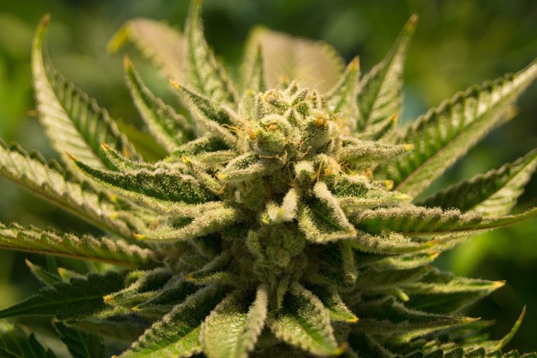 Ideal Growing Conditions for Cannabis Plants
