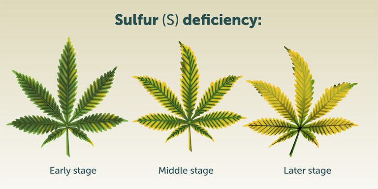 The Effect of S Element on Plants