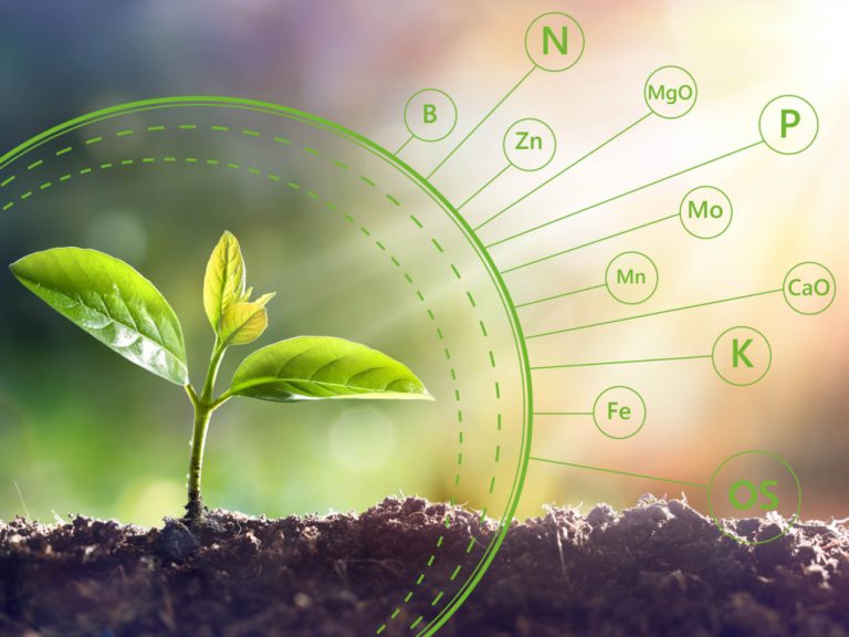 Effects of Micronutrients on Plants