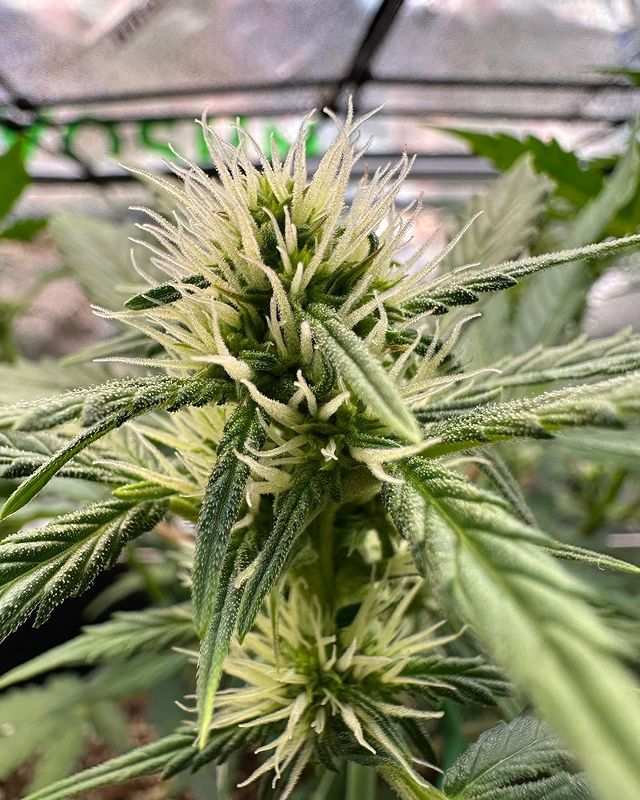 How to Grow During Flowering Stage? VIVOSUN