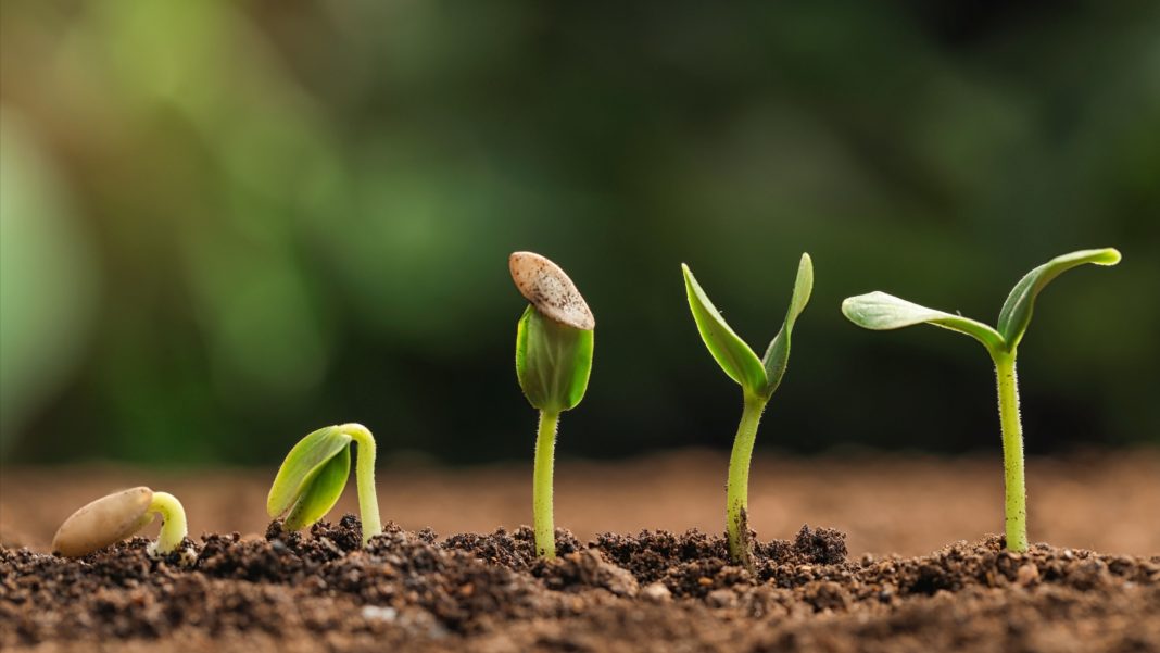 cannabis seedlings
