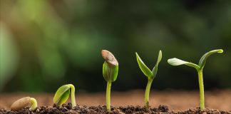 cannabis seedlings