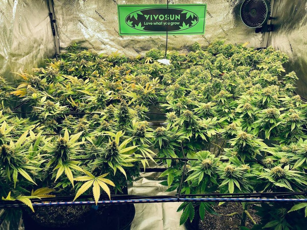 How to Grow Weed - 4 Simple Steps for Beginners to Growing Cannabis